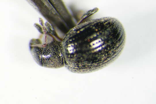 Image of <i>Omias rotundatus</i>