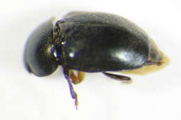 Image of Boragogethes symphyti