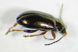 Image of Crepidodera plutus