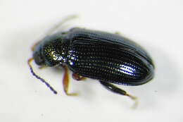 Image of Crepidodera plutus