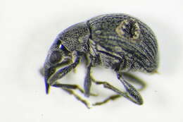 Image of <i>Oxystoma craccae</i>