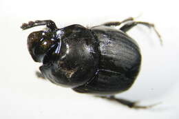 Sivun Onthophagus (Palaeonthophagus) verticicornis (Laicharting 1781) kuva