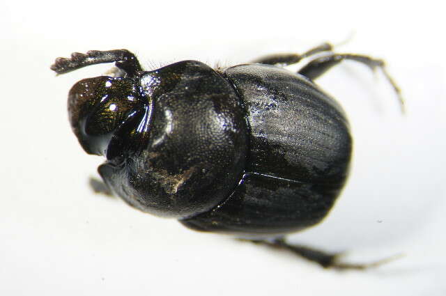 Sivun Onthophagus (Palaeonthophagus) verticicornis (Laicharting 1781) kuva