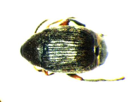 Image of <i>Bruchidius lividimanus</i>