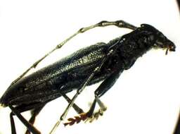 Image of capricorn beetle