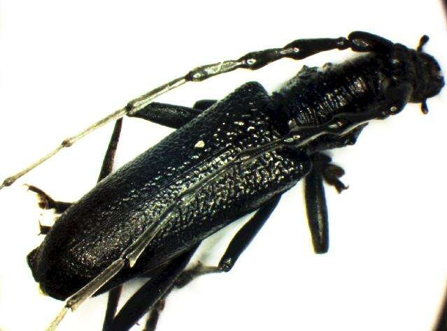 Image of capricorn beetle