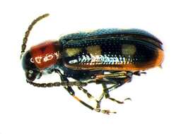 Image of Asparagus beetle