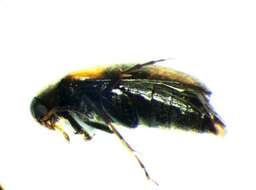 Image of <i>Anaspis humeralis</i>