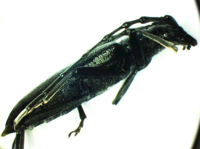 Image of capricorn beetle