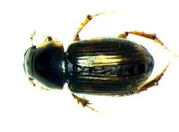 Image of <i>Aphodius sphacelatus</i>