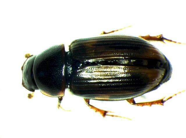 Image of <i>Aphodius sphacelatus</i>