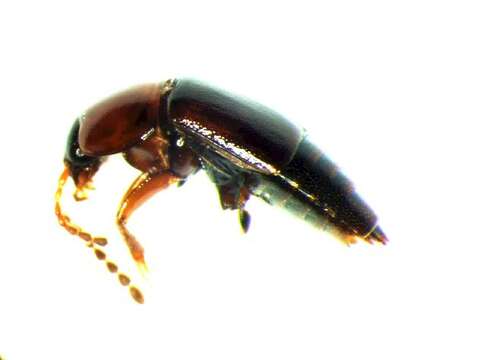 Imagem de Tachinus (Tachinus) corticinus Gravenhorst 1802