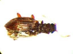 Слика од <i>Stephostethus angusticollis</i>