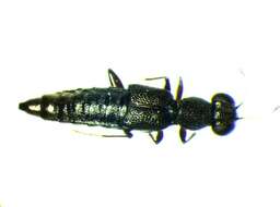 Stenus (Hemistenus) fuscicornis Erichson 1840 resmi