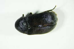 <i>Dermestes murinus</i> resmi