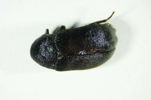 <i>Dermestes murinus</i> resmi