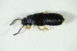 Image of Rove beetle