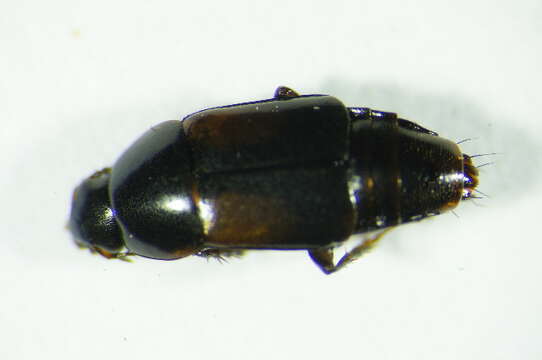 Image of Tachinus (Tachinus) subterraneus (Linnaeus 1758)