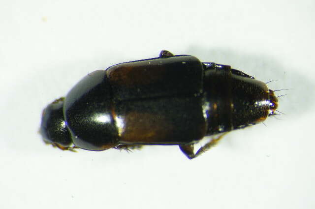 Image of Tachinus (Tachinus) subterraneus (Linnaeus 1758)