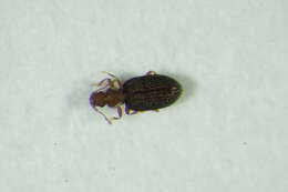 صورة <i>Dienerella ruficollis</i>