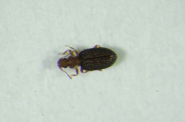 Слика од <i>Dienerella ruficollis</i>