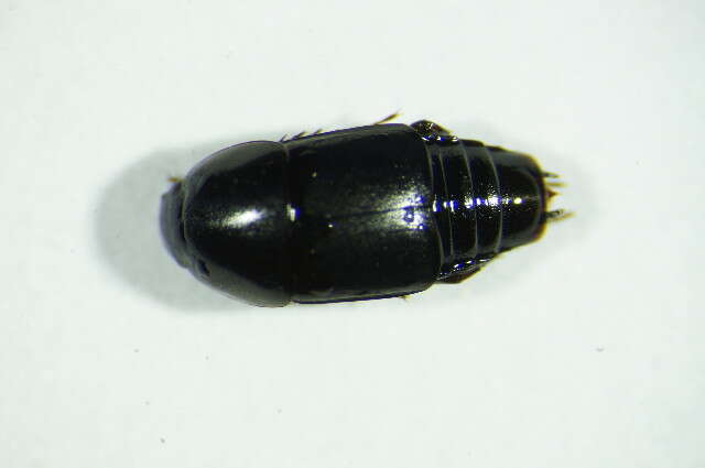 Image of Rove beetle