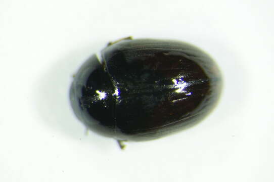 Image of Cercyon (Cercyon) castaneipennis Vorst 2009