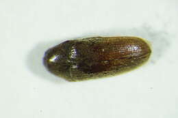 Image of <i>Trixagus meybohmi</i>