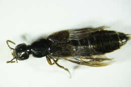 Image of Rove beetle