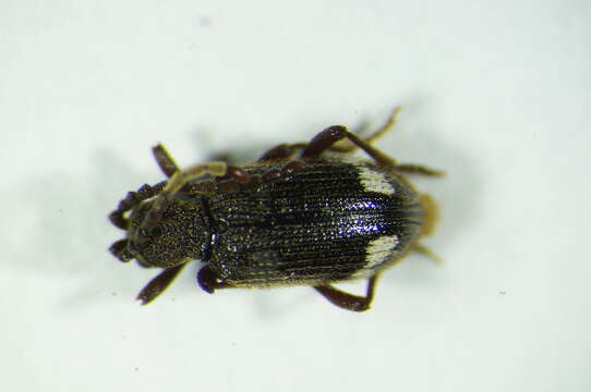 <i>Ptinus sexpunctatus</i>的圖片