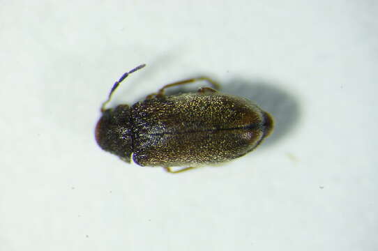 صورة <i>Ernobius abietis</i>