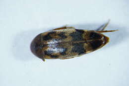 Image of <i>Orchesia undulata</i>