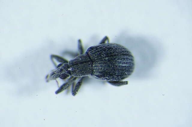 Image of <i>Oxystoma craccae</i>