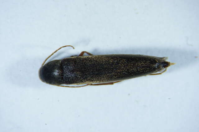 Image of False Darkling Beetle