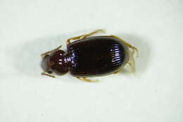 Image of Carabidae