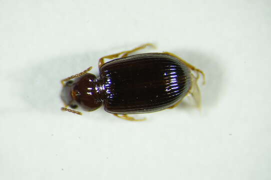 Image of Carabidae