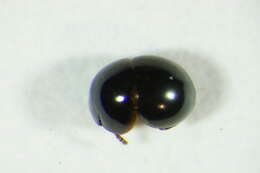 Image of Agathidium (Agathidium) laevigatum Erichson 1845