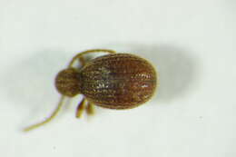 Image of <i>Epauloecus unicolor</i>