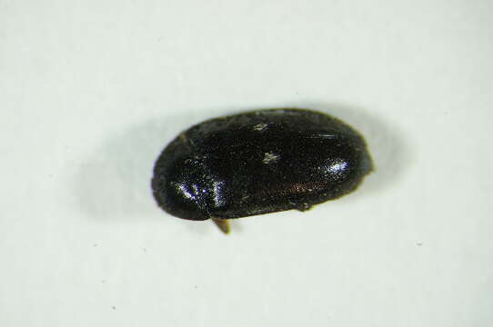 Image of Fur beetle