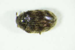 Image of Glabrous Cabinet Beetle