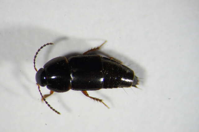 Image of Rove beetle