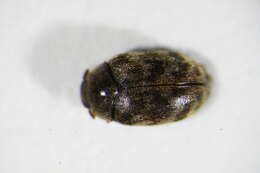 Image of Glabrous Cabinet Beetle