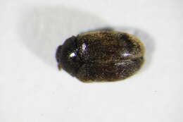 Image of Glabrous Cabinet Beetle