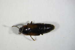 Image of Tachinus (Tachinus) subterraneus (Linnaeus 1758)