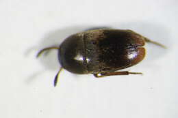 Image of Ptomaphagus (Ptomaphagus) sericatus (Chaudoir 1845)