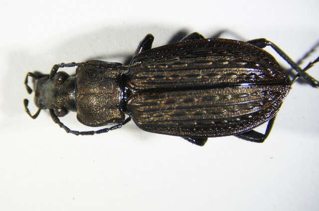 Image of Granulated Carabid