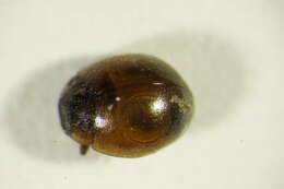 صورة Cynegetis impunctata