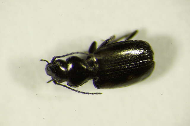 Image of River shingle ground beetle