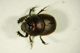 Image of Onthophagus (Palaeonthophagus) coenobita (Herbst 1783)