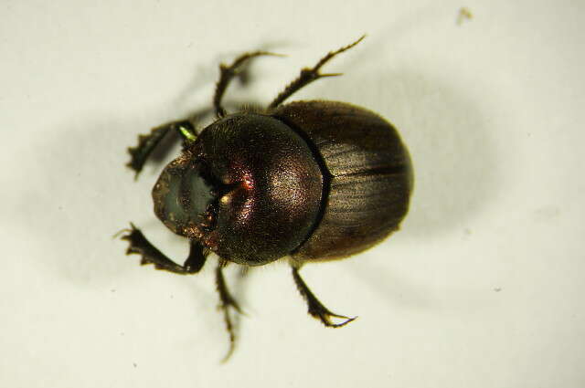 Слика од Onthophagus (Palaeonthophagus) coenobita (Herbst 1783)